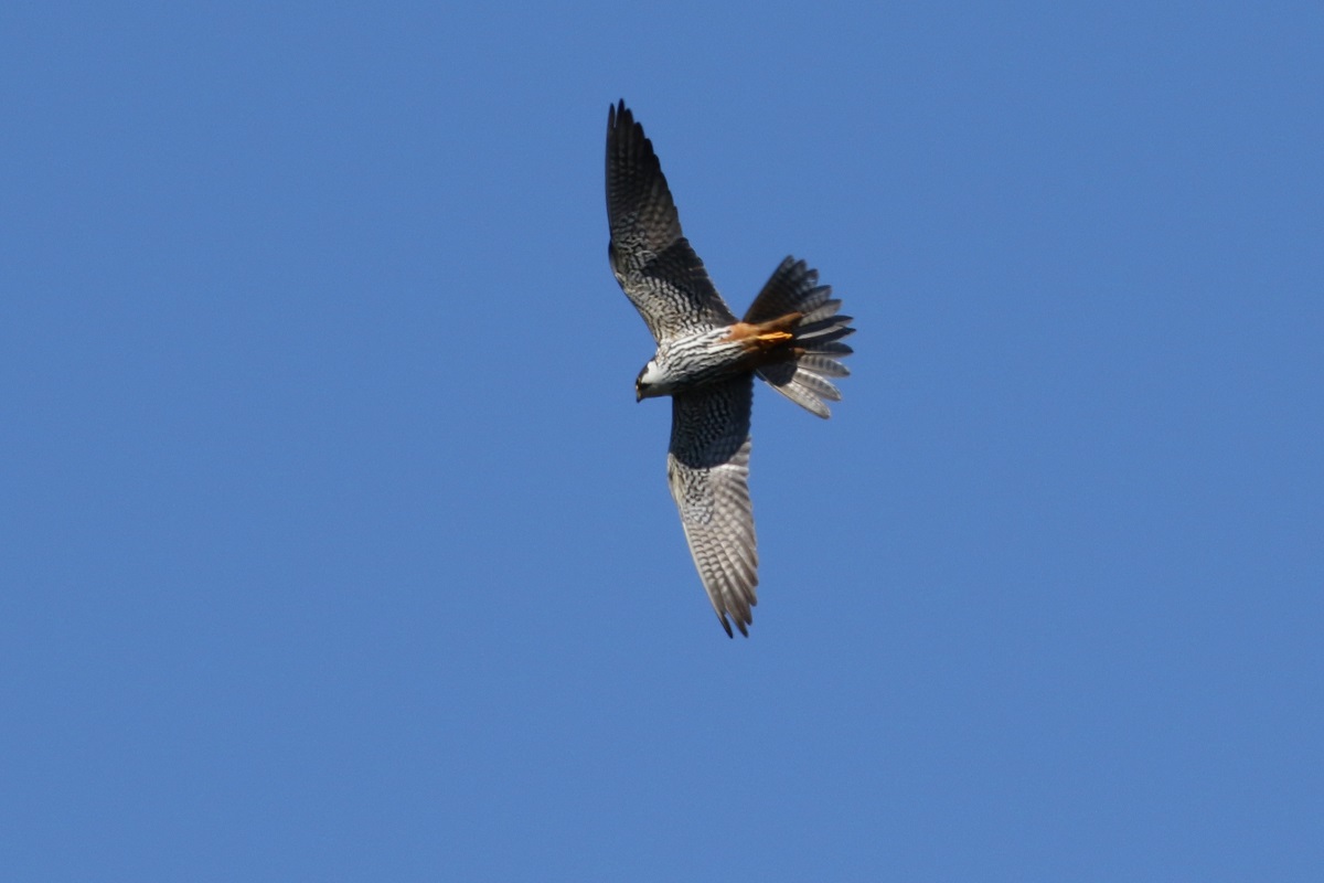 Eurasian Hobby