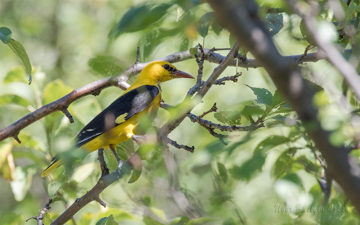 Eurasian Golden Oriole