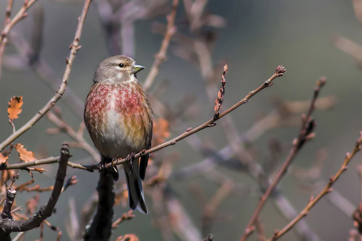 Common Linnet
