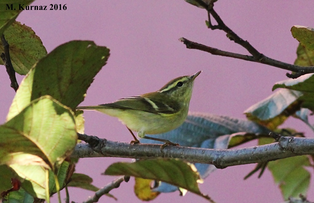 Yellow-browed Warbler