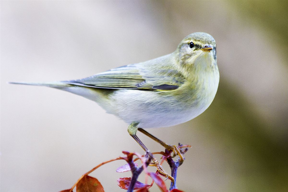 Willow Warbler