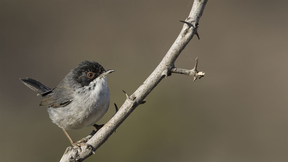 Sardinian Warbler