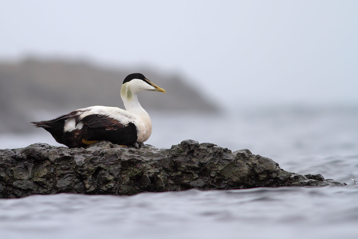 Common Eider