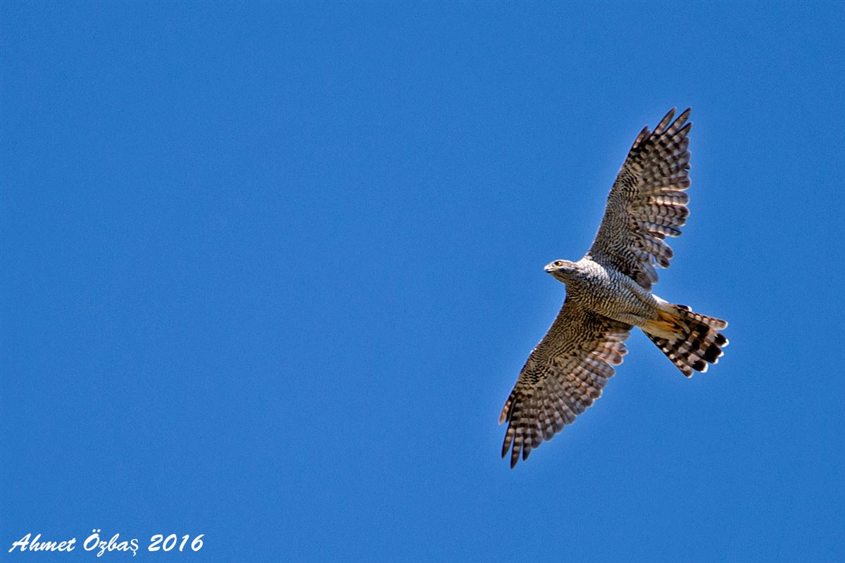 Eurasian Goshawk