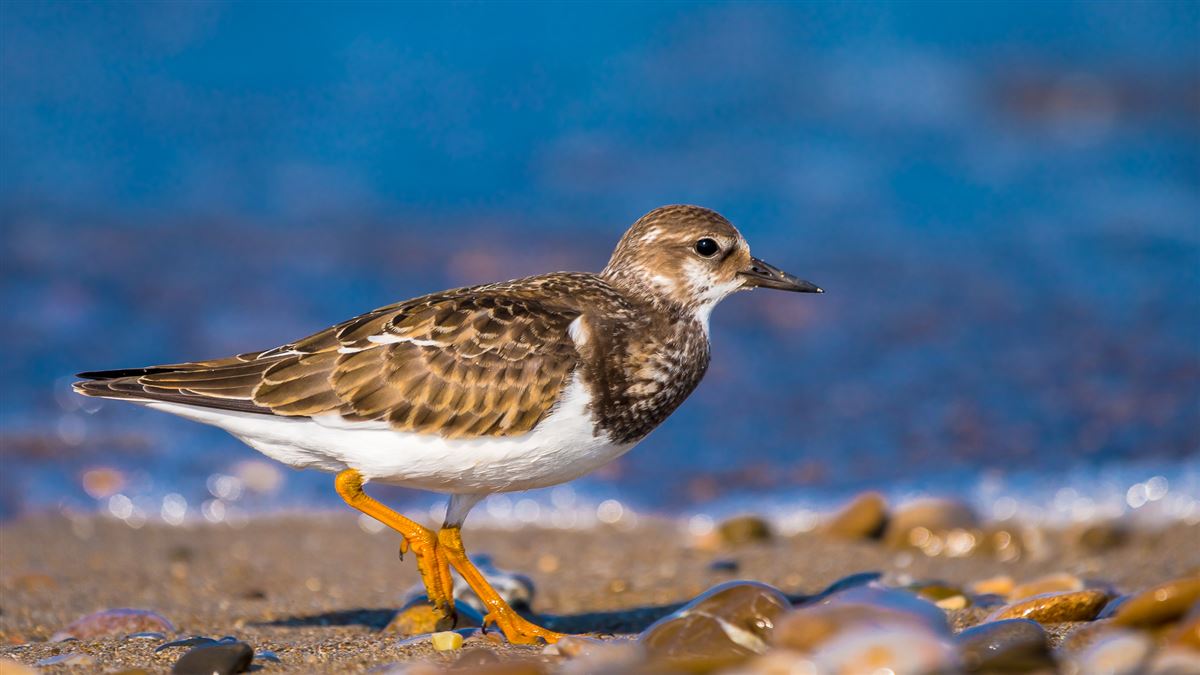 Ruddy Turnstone