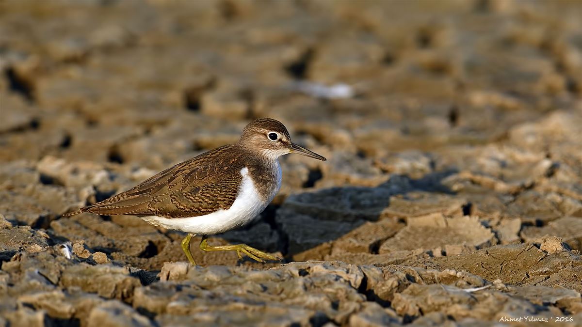 Common Sandpiper