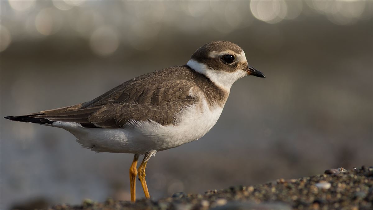 Common Ringed Plover