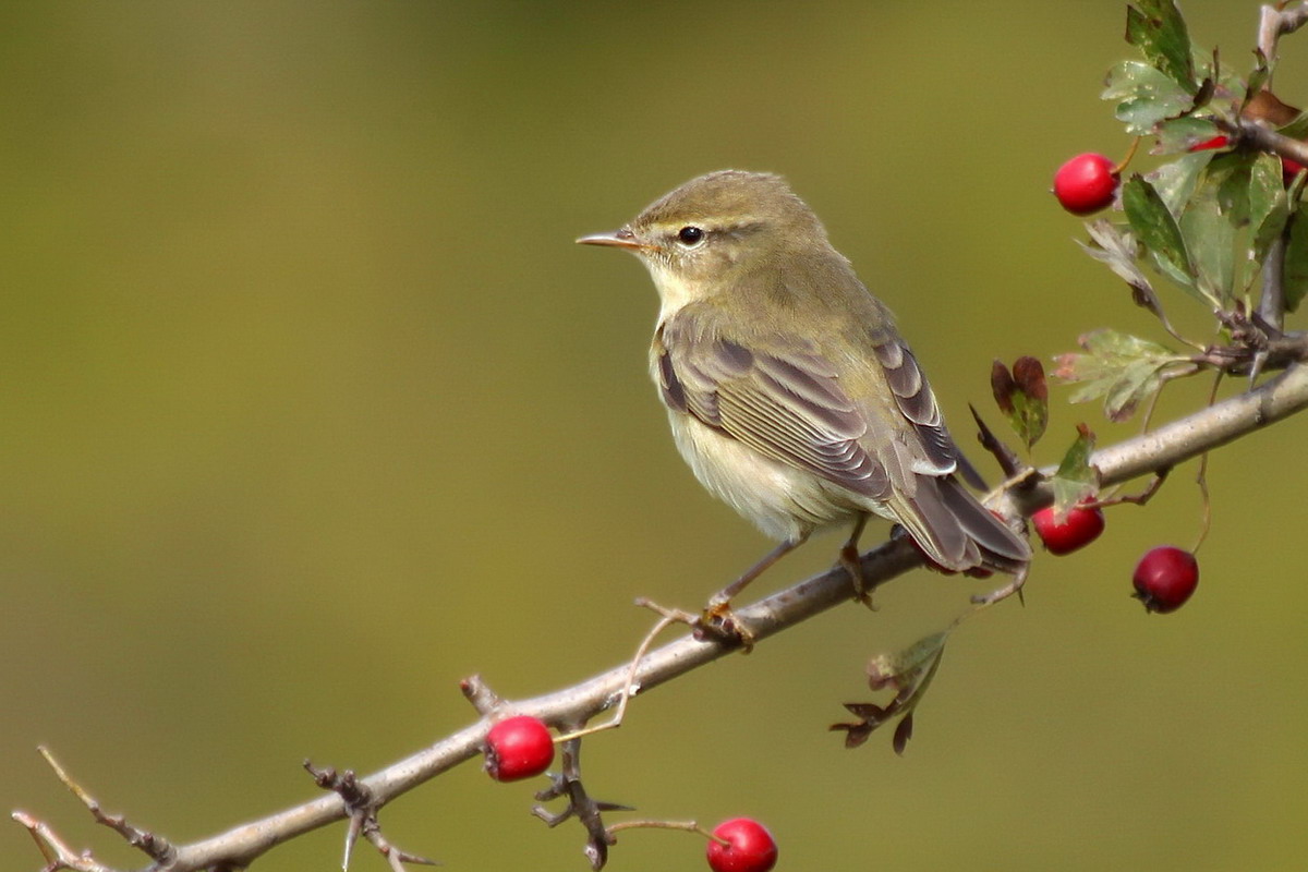 Willow Warbler