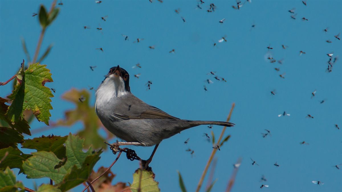 Sardinian Warbler