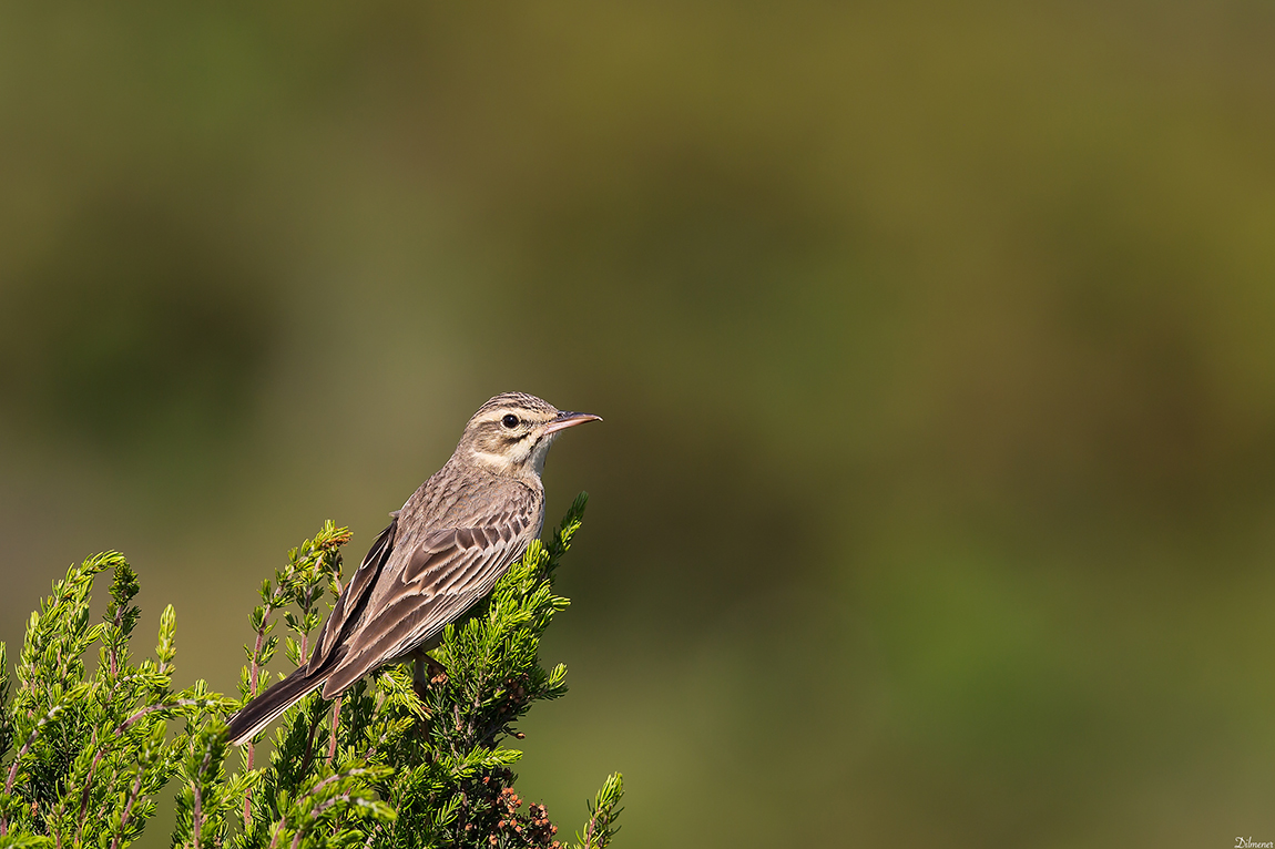Tawny Pipit