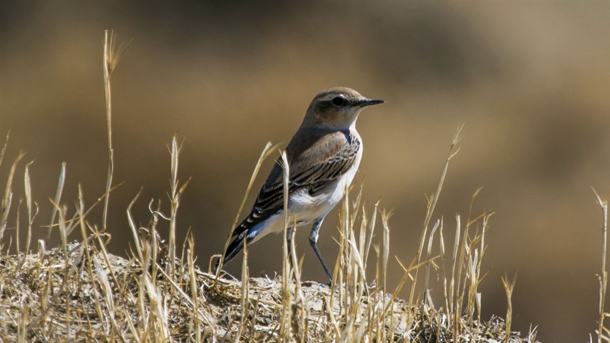 Northern Wheatear
