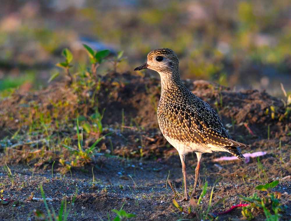 European Golden Plover