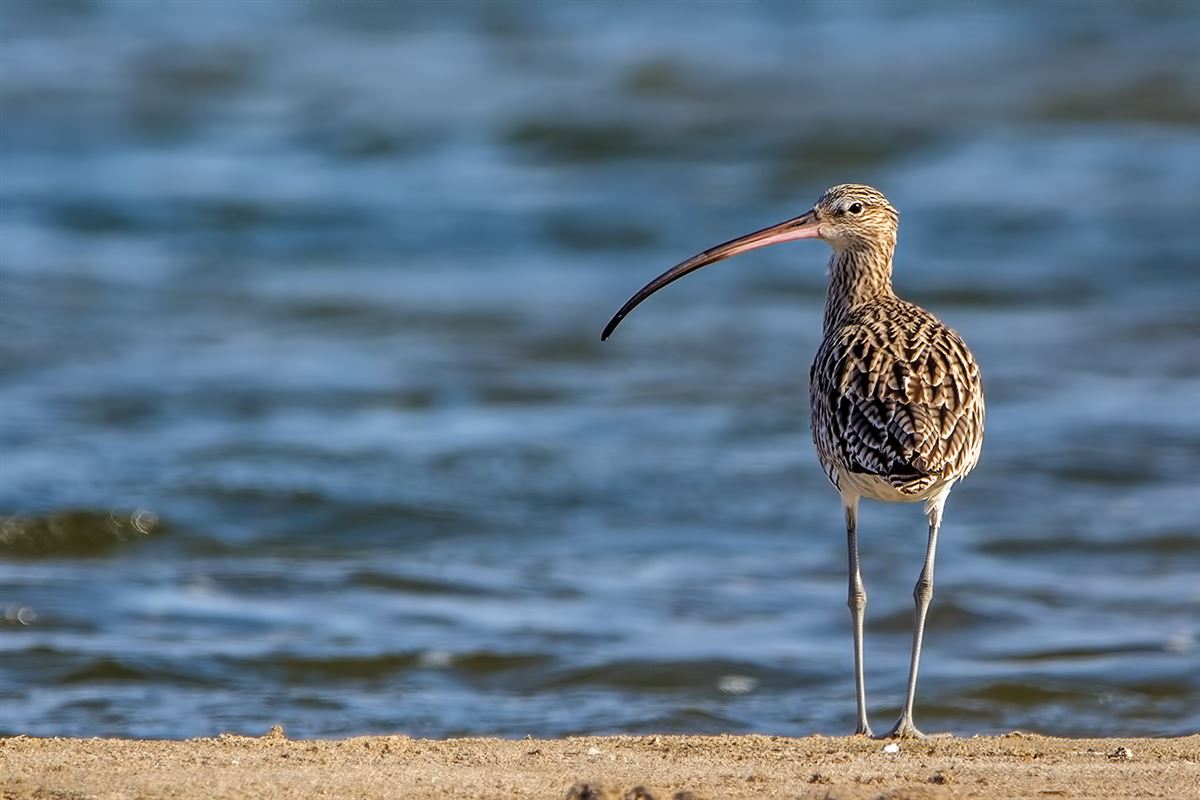 Eurasian Curlew