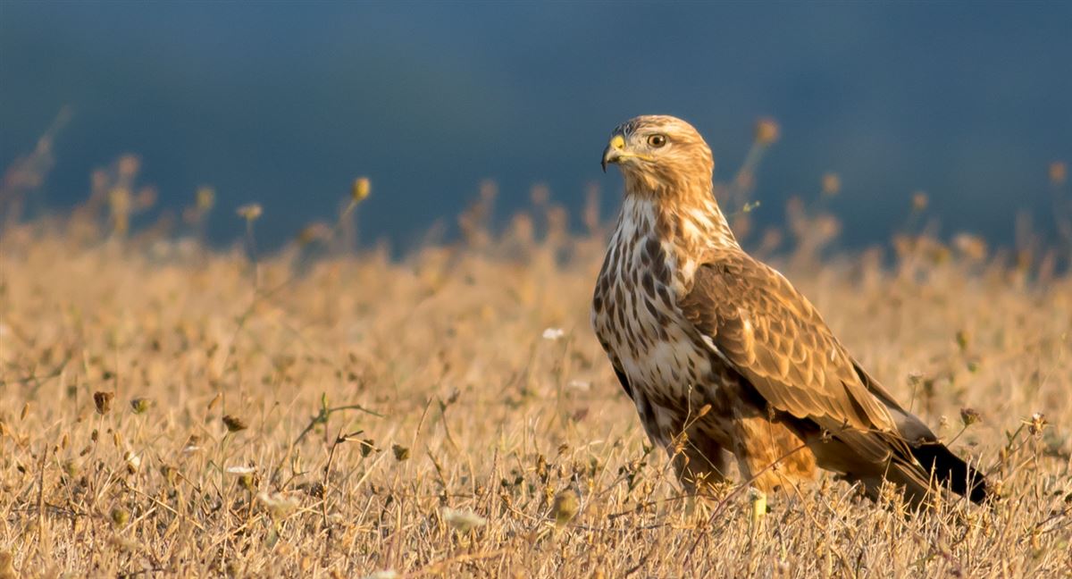 Common Buzzard