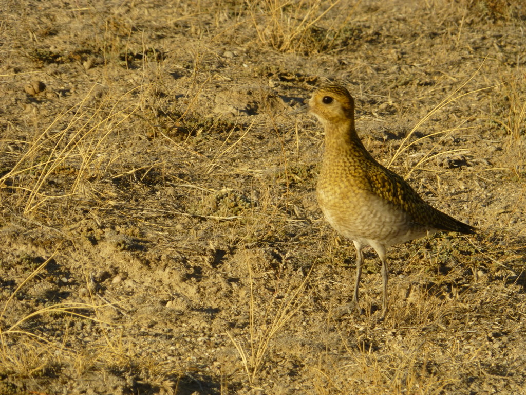 European Golden Plover