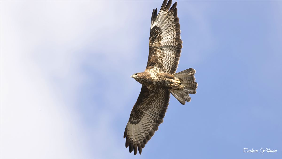 Common Buzzard