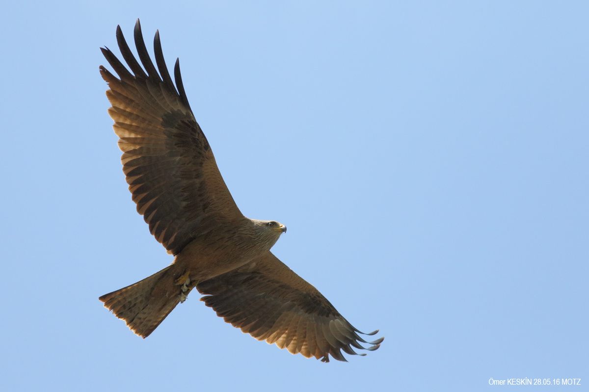 Black Kite