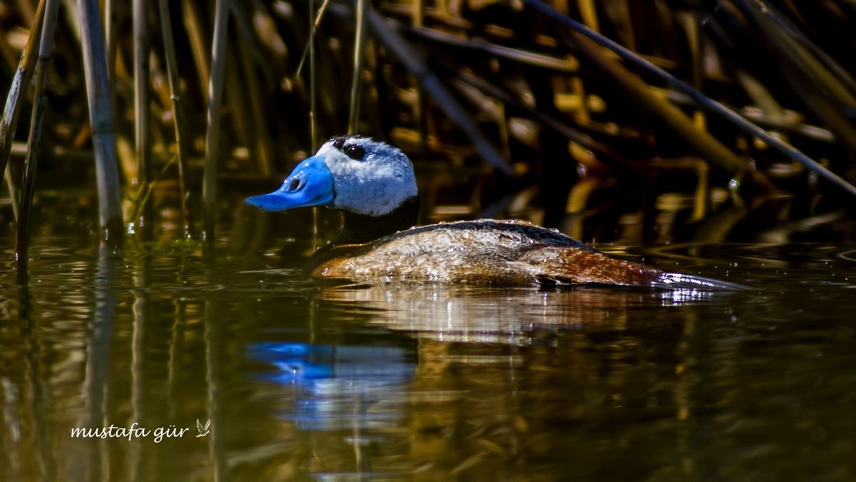 White-headed Duck