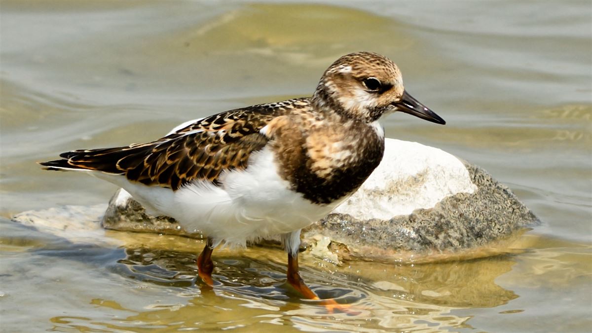 Ruddy Turnstone