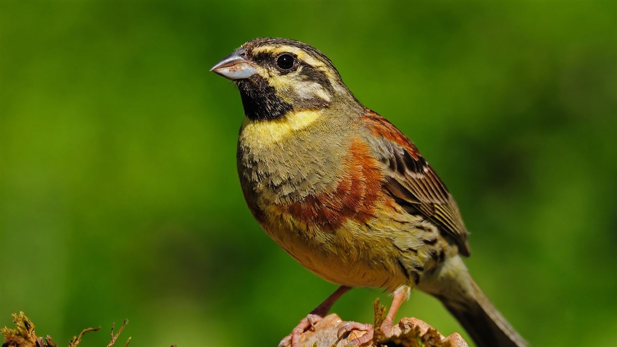 Cirl Bunting