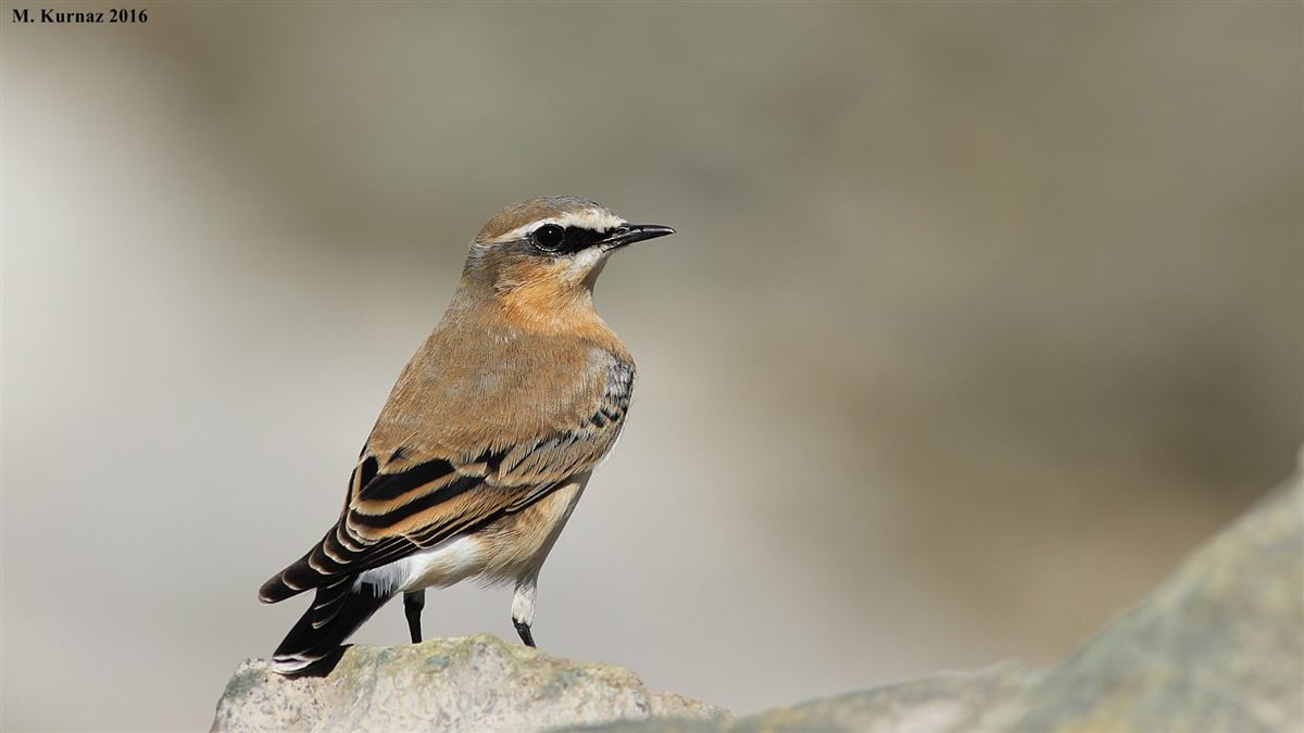 Northern Wheatear