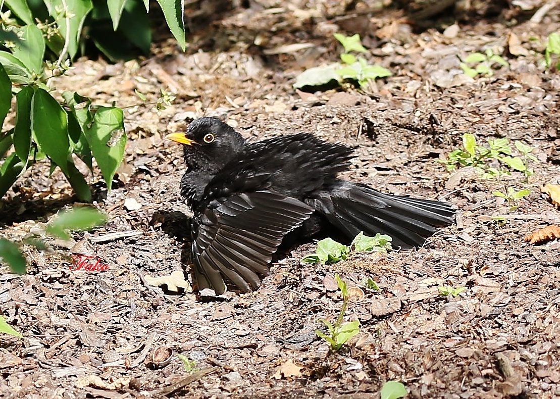 Common Blackbird