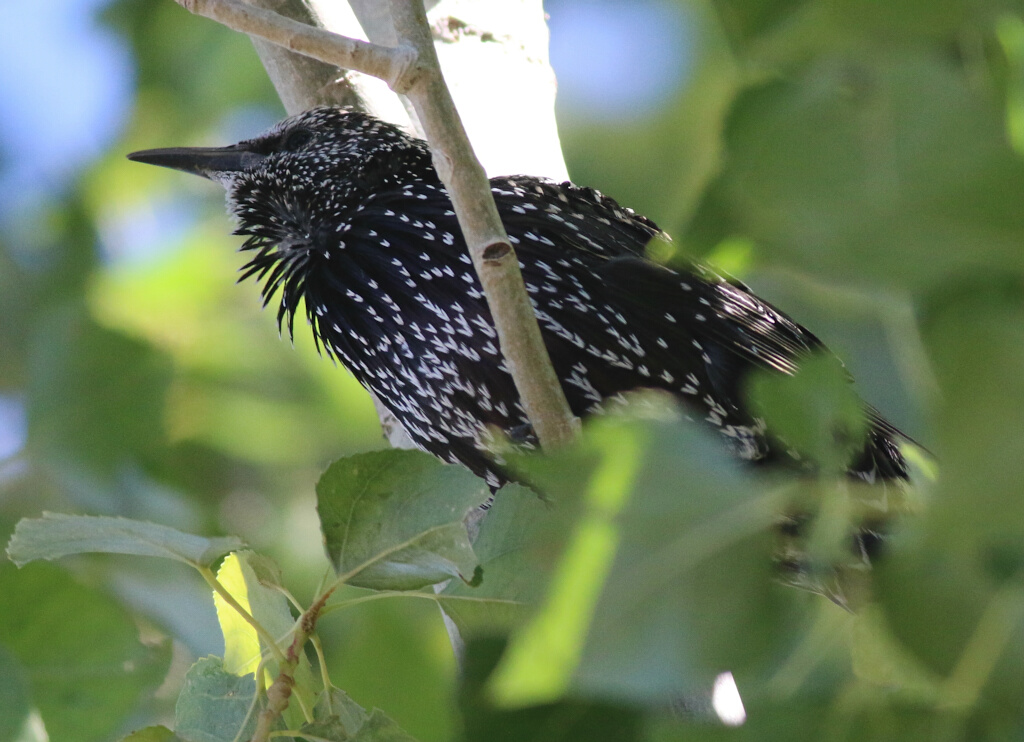 Common Starling