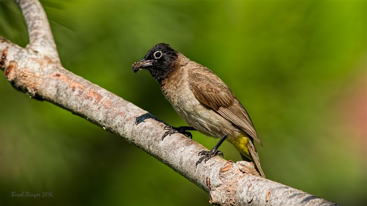 White-spectacled Bulbul