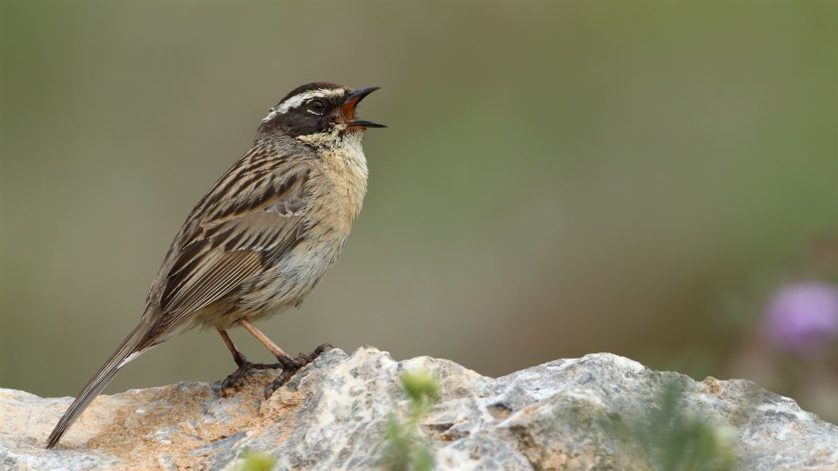 Radde`s Accentor