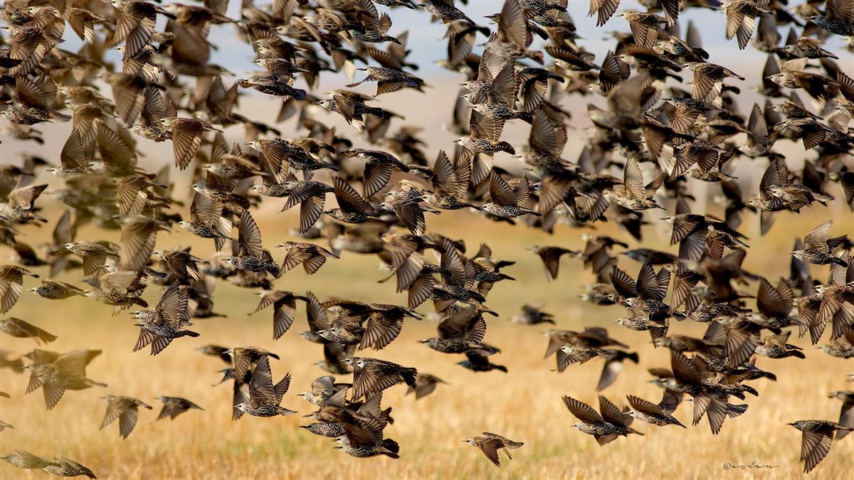 Common Starling