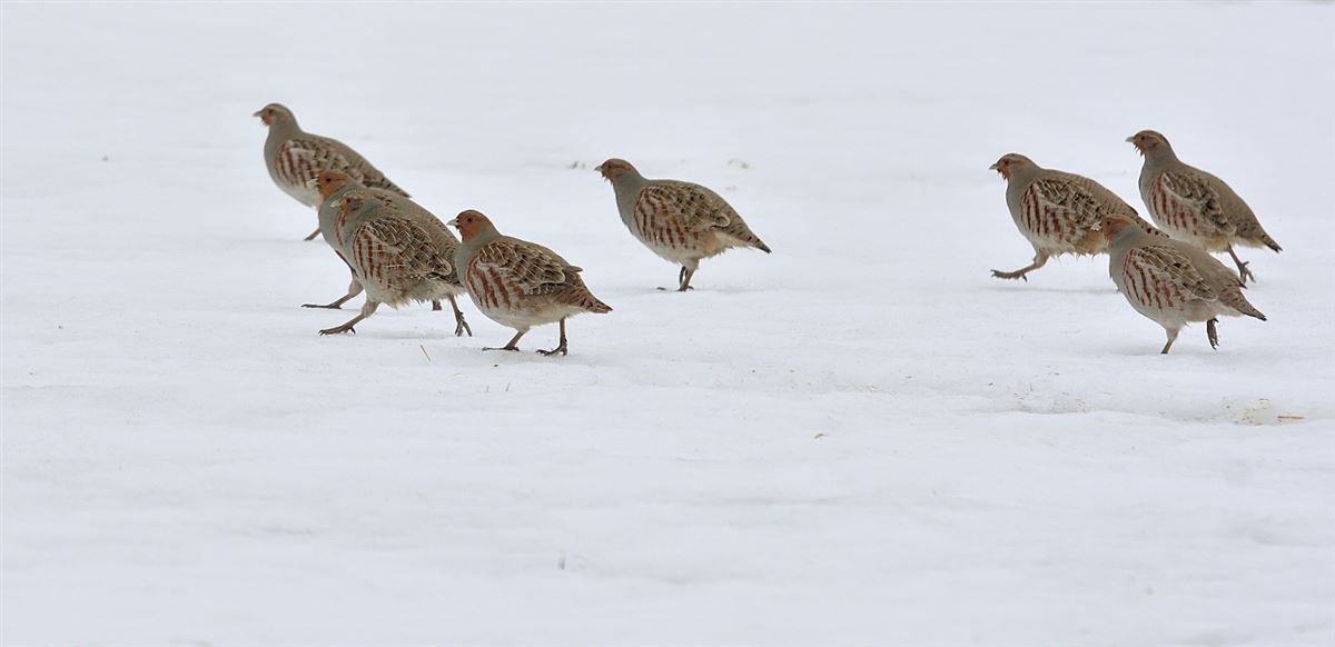 Grey Partridge