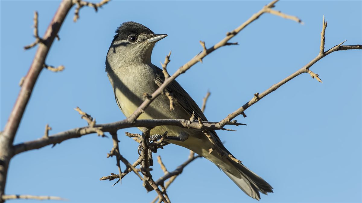 Eurasian Blackcap