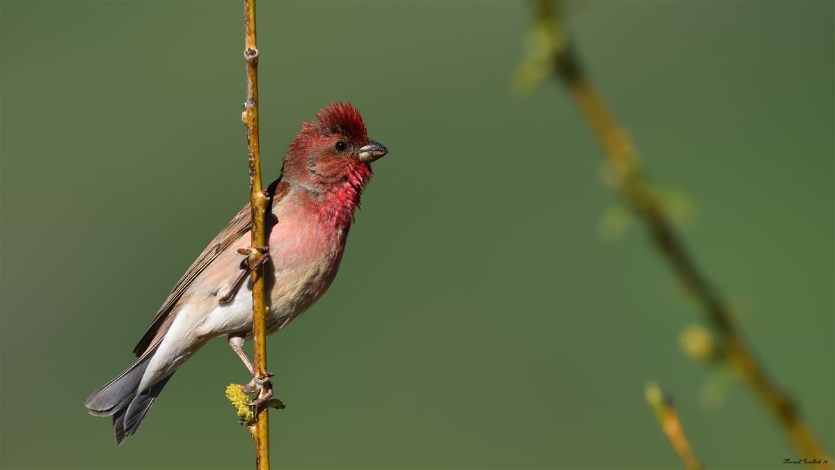 Common Rosefinch