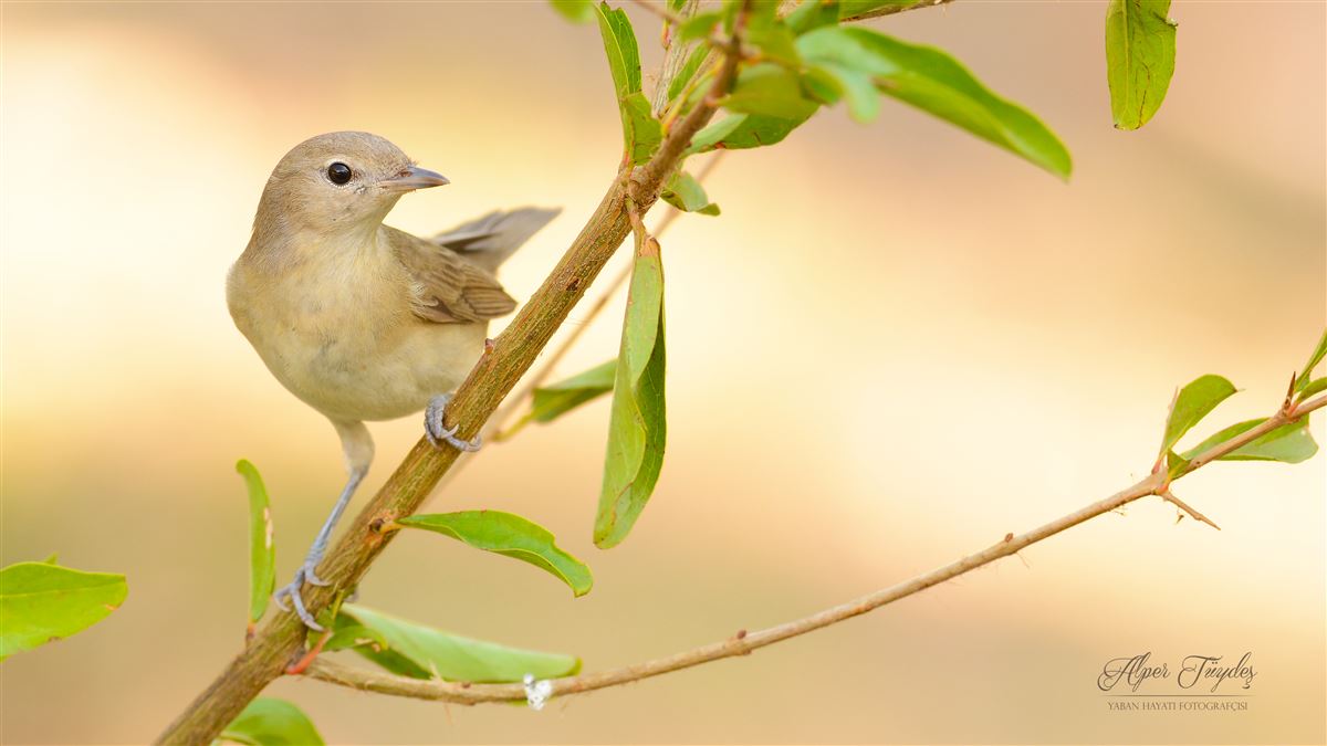 Garden Warbler