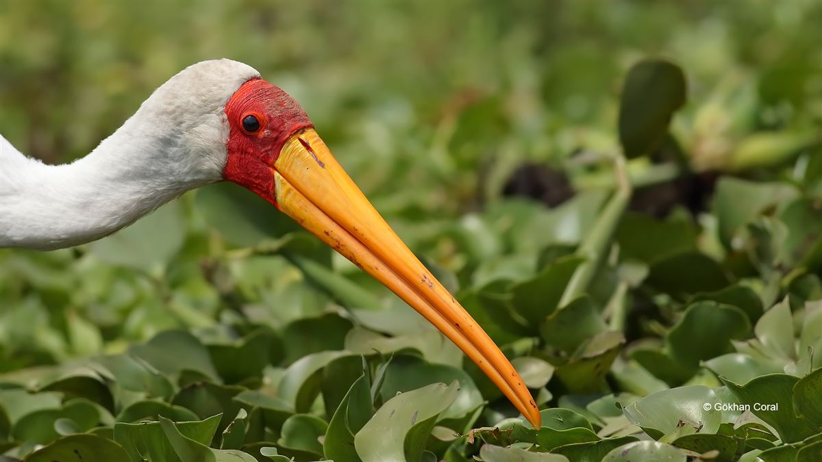 Yellow-billed Stork