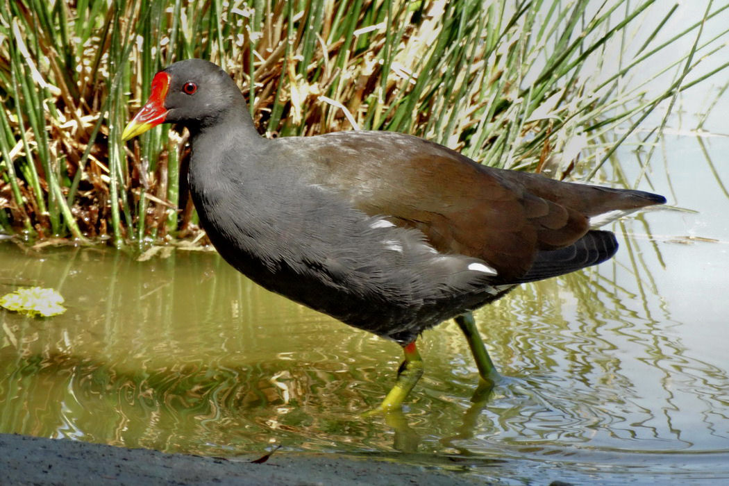 Common Moorhen