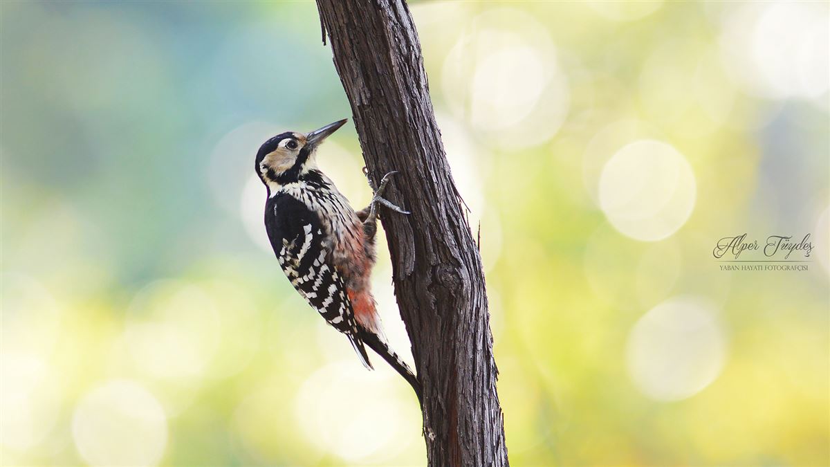 White-backed Woodpecker