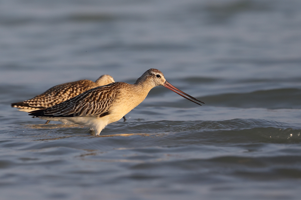 Bar-tailed Godwit