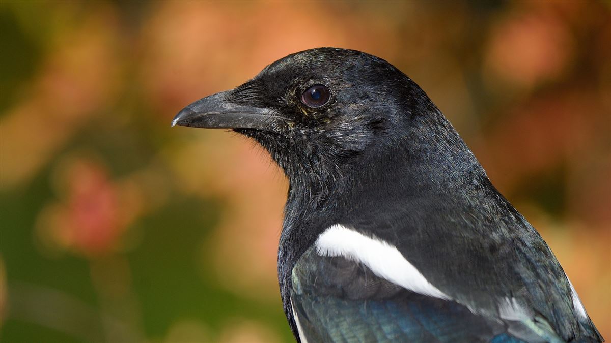 Eurasian Magpie