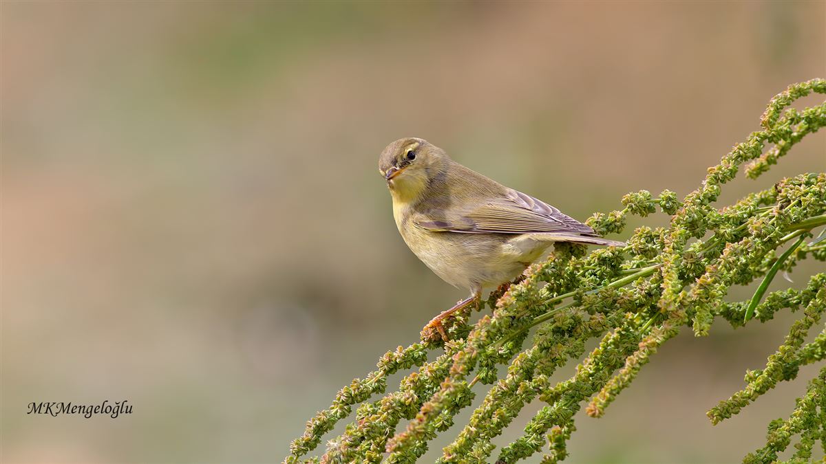 Willow Warbler