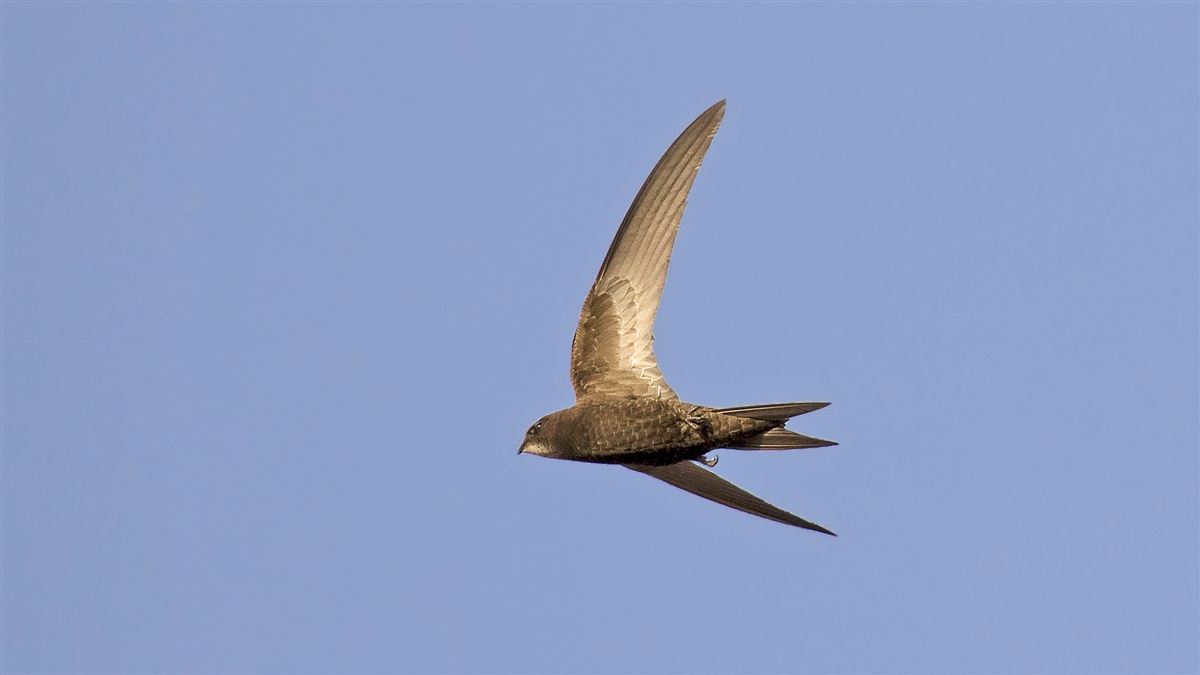 Pallid Swift