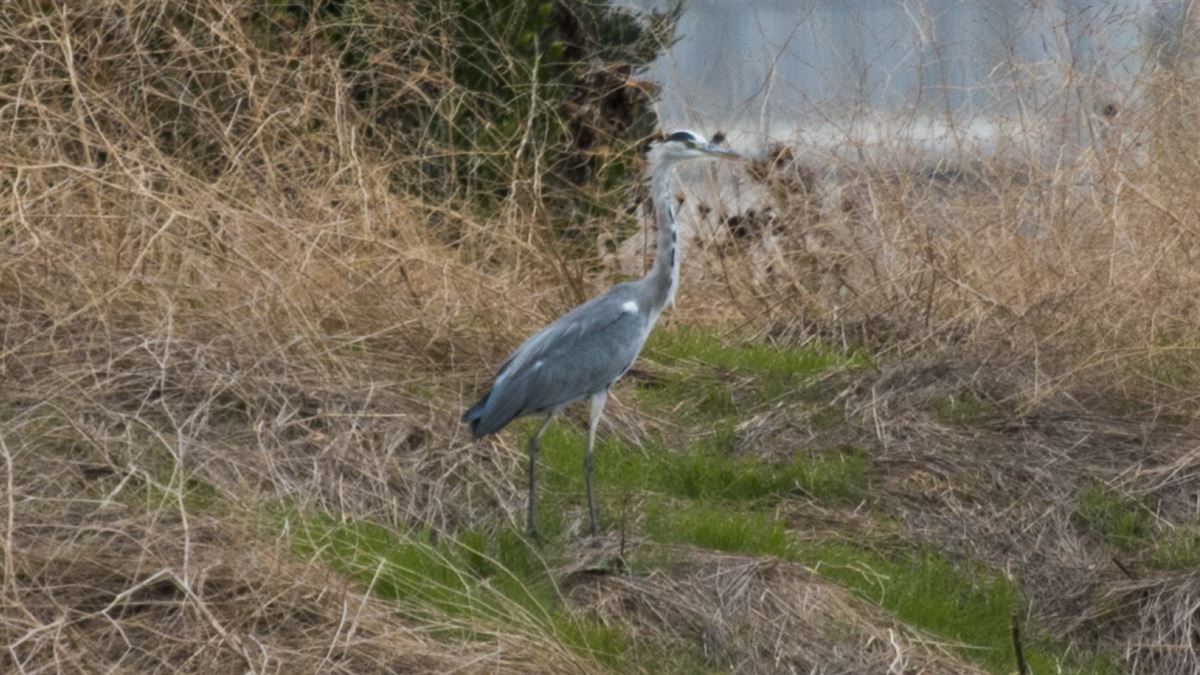 Grey Heron
