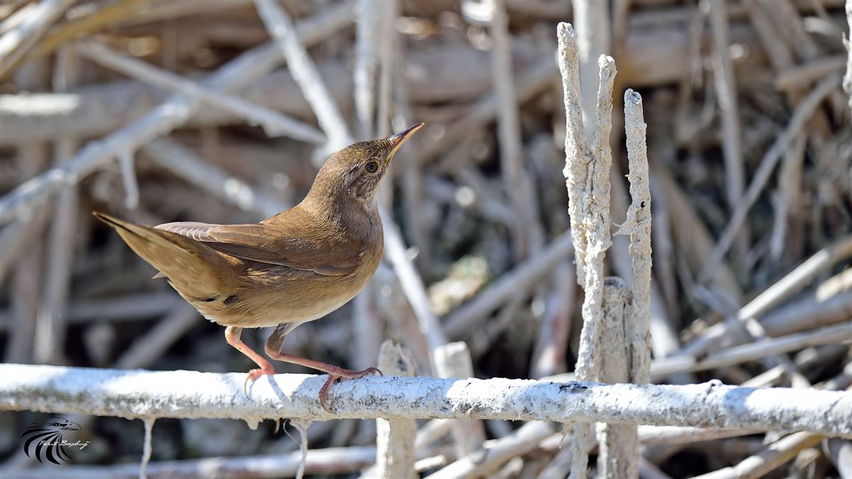 Savi`s Warbler