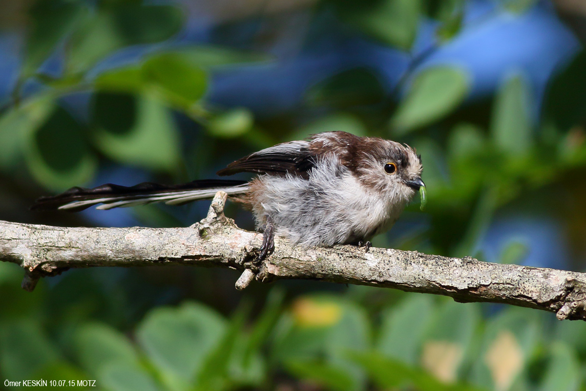 Long-tailed Tit