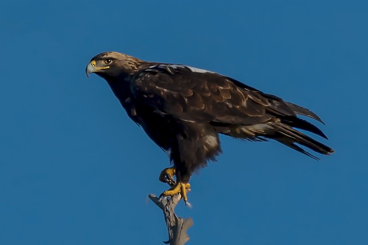 Eastern Imperial Eagle