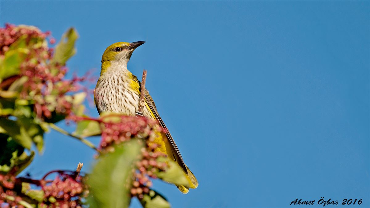 Eurasian Golden Oriole
