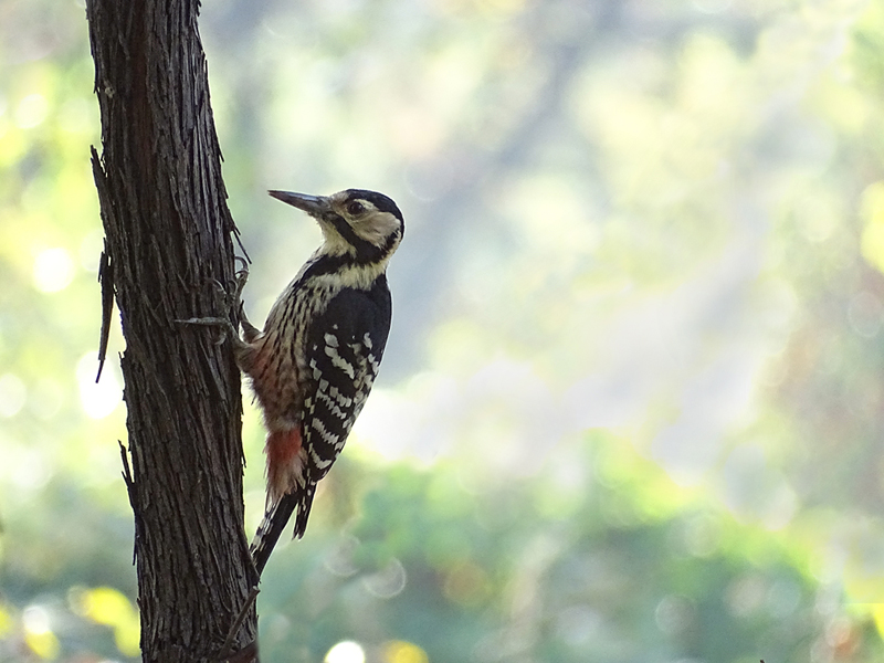 White-backed Woodpecker