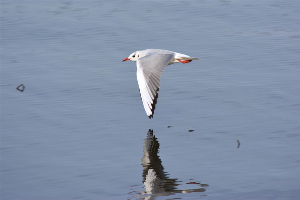Black-headed Gull