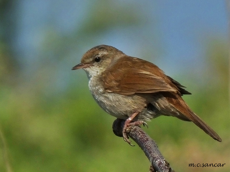 Cetti`s Warbler