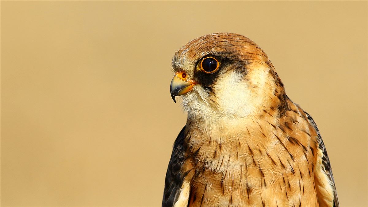 Red-footed Falcon